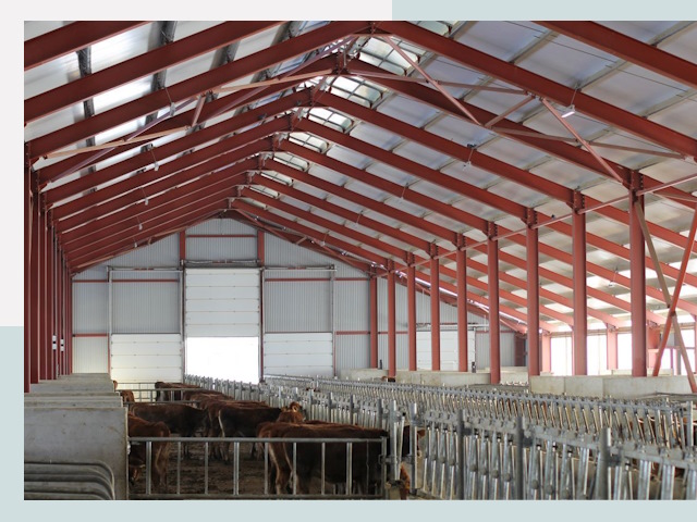 Строительство коровников в Пугачеве