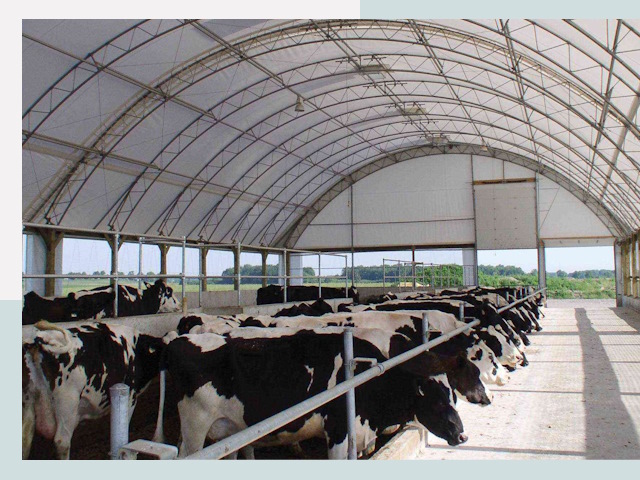 Тентовые коровники в Пугачеве